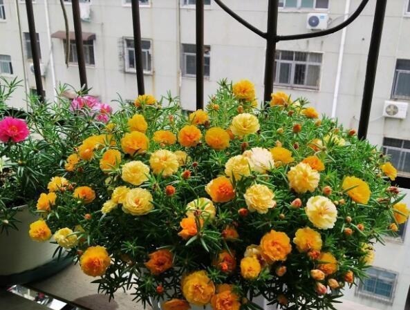 五种漂亮的花,可以趁热天繁殖小苗,温度高更利于生根