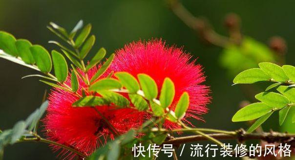 花期|农历7月10号起,最适合养这些花,越晒越爆盆,漂亮且花期长