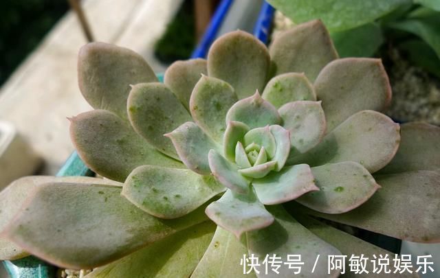 多肉|新手浇水切莫急,教你怎么判断浇水时间,也能养出美貌的萌多肉