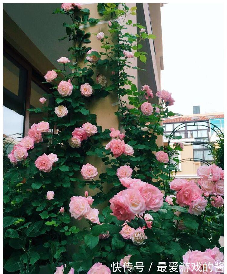 适合10月扦插的“5种花”，喜欢不要花钱买，几根枝条就能插一盆