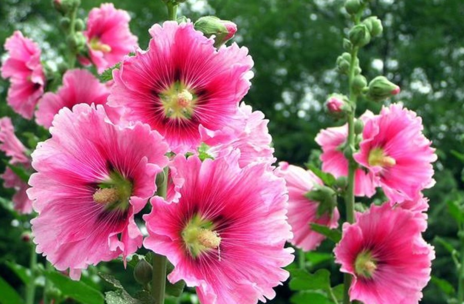 4种花好养又漂亮,开花爆盆很简单,满树都是花朵,漂亮极了