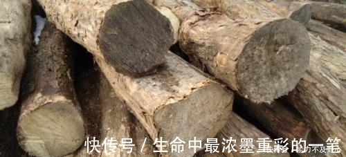 黄檀木|最贵的木材1公斤要上万元,不识货拿它当柴烧,快看看家中有没有