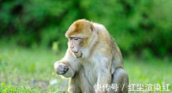 生肖|属猴人，自信心越来越强，只要稳扎稳打！