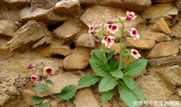 地下|农村野草,人称“小鸡喝酒”,地下藏着“宝贝”,遇见请珍惜