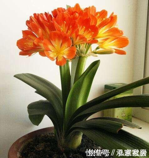 冬至后养花，记住4个口诀，花卉不黄叶、不烂根，新叶蹭蹭长