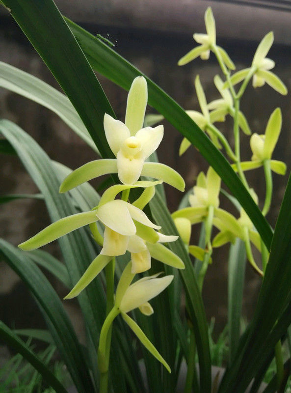 4种花养在家里,被称为花卉界的劳模,开花漂亮一年不停