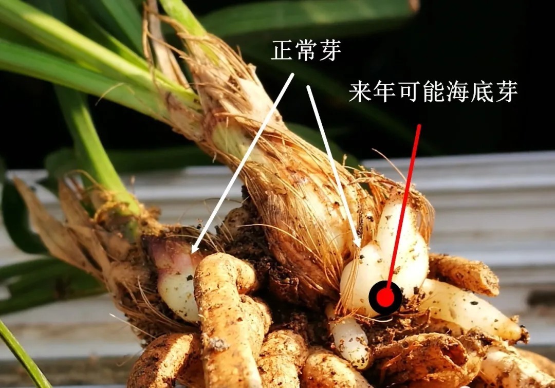 兰花海底芽|兰花海底芽,不是非剪不可的,两个技巧养成壮苗