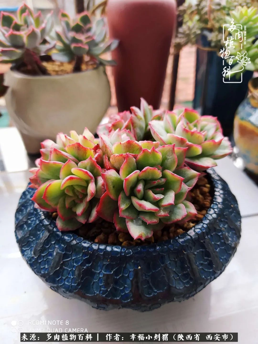 时光荏苒，种肉赏肉已成了生活中不可缺少的一部分！