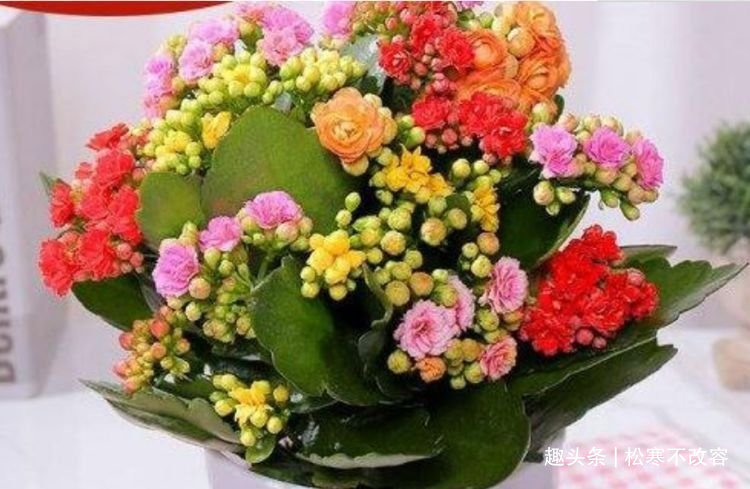 花宫灯|家里阳台必养此款花卉,耐寒易打理,美不胜收,一年四季都赏花