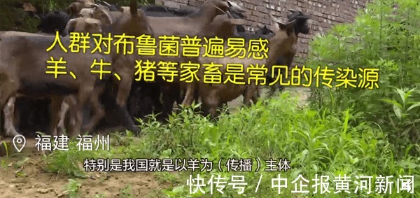 感染|男孩喝鲜羊奶感染布鲁氏菌病:生鲜奶易引起各种疾病 须煮沸喝