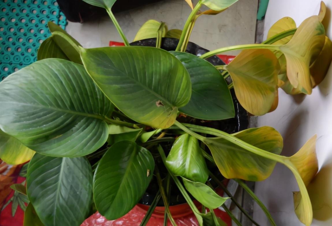 养花用啤酒,该怎么帮助根叶成长,改善土壤排水透气性?