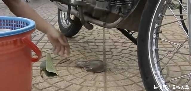 人来人往的街上，打开下水道井口，一会就钓上一桶鱼
