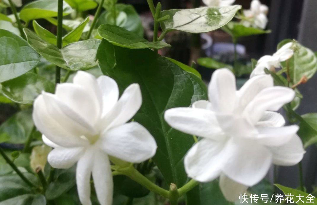 煤渣|夏天茉莉不开花?两种土壤要重视,及时处理才能长势旺