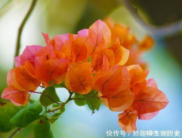 三角梅|45种三角梅品种,红、橙、黄、绿、白、紫,每一种都很好看!