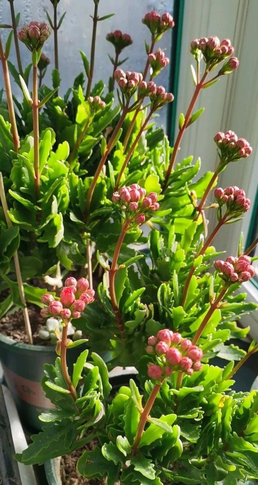 长寿花“装菜”不打花苞?注意这“三点”,花苞呼呼冒花儿满枝头