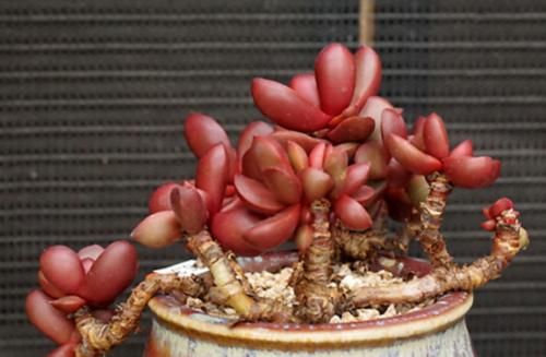 多肉克拉夫其实有两种，你是两种都养过，还是只养过其中一种呢？