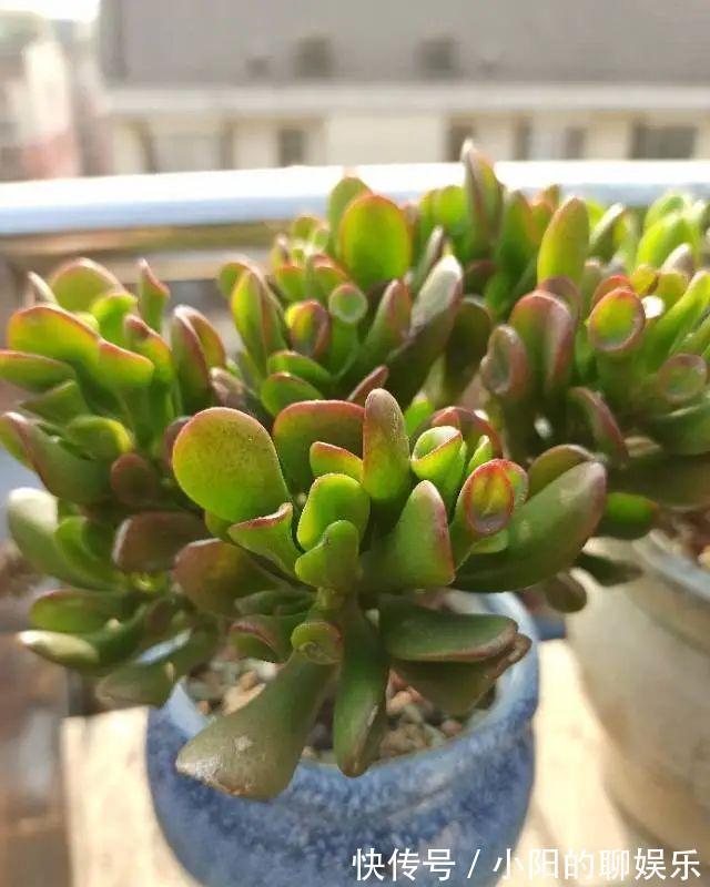 玉树能吸财,叶子长成存钱筒,太阳一晒红彤彤