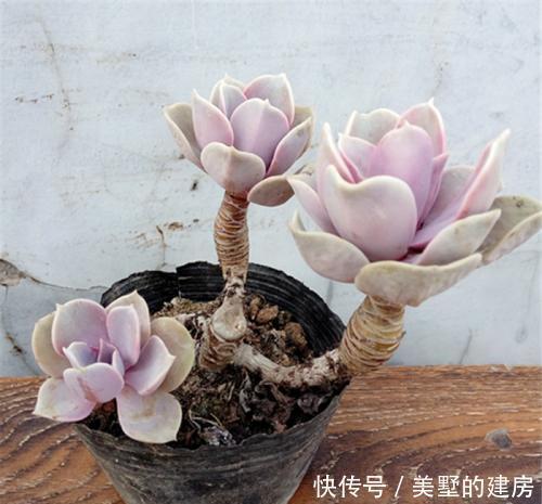 养多肉紫珍珠,教你3个小技巧,养成漂亮老桩,时间缩短2倍!