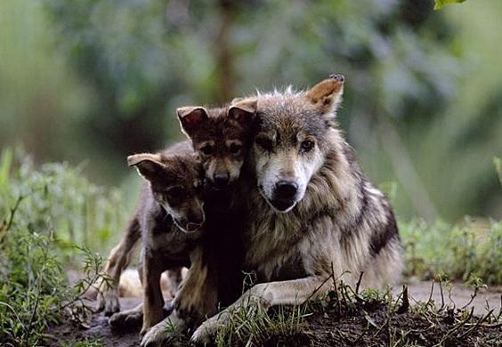 山洞|母狼送给猎户个婴儿,猎户好心抚养20年,婴儿长大后发大财