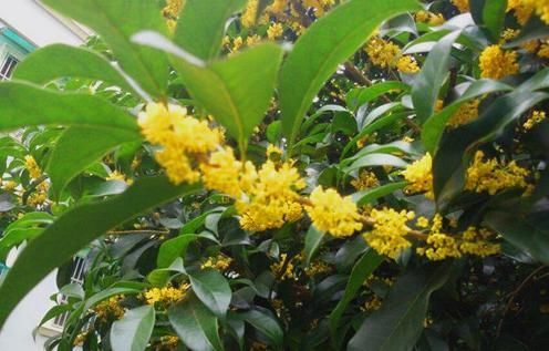 桂花树的叶子的形状