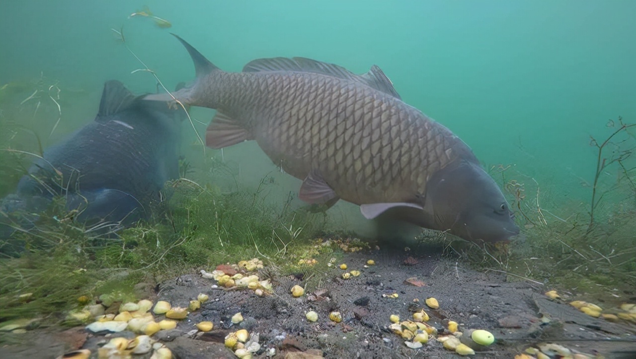 新手钓鱼想要好鱼获,得先了解这四个入门的基础常识
