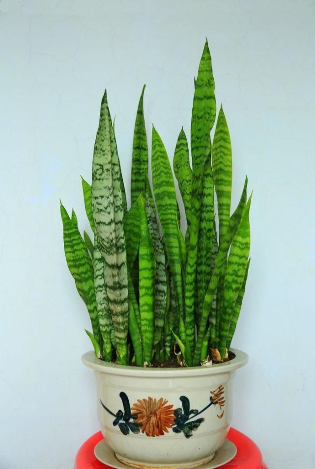 漂亮的花用剪碎的叶片,都能插活一大盆,谁说扦插难