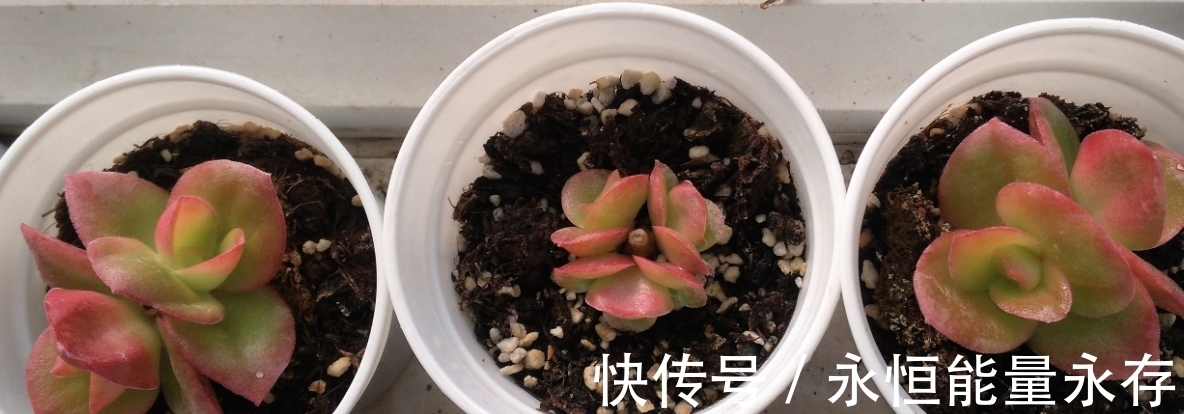 火祭繁殖生长记录,内有干货