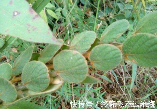 鳞片|农村有种草长得很奇特,身上长有“鳞片”,泡酒后有活血化瘀功效