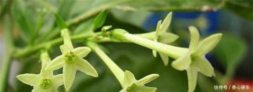 种花|家里万万不要养这3种花,难怪身体越住越差,后悔我家现在才听说