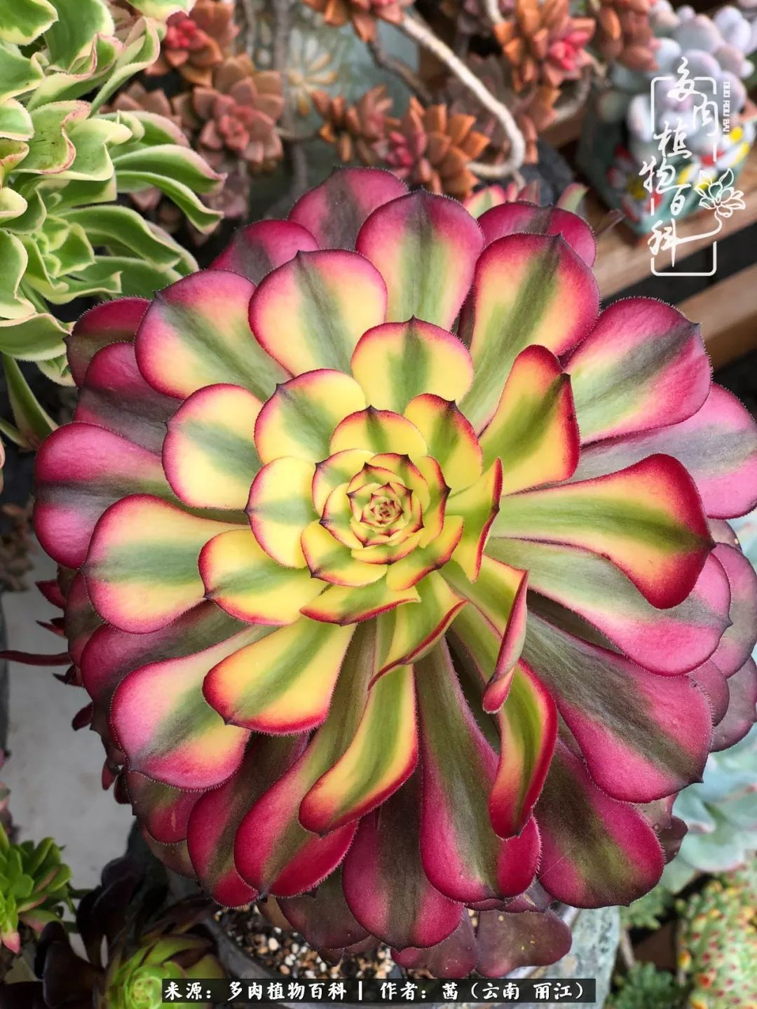 一年四季不同景,一院多肉陪我后半生!