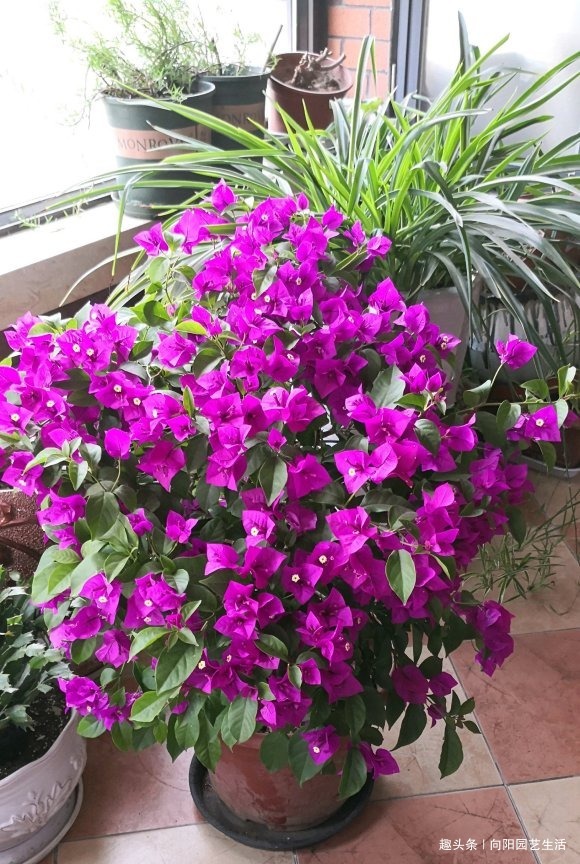 三角梅正育芽,赶紧追加“有机肥”,做好“2步”,强势爆开花