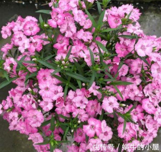 超仙几种的花卉,花朵迷人姿态万千,美极了