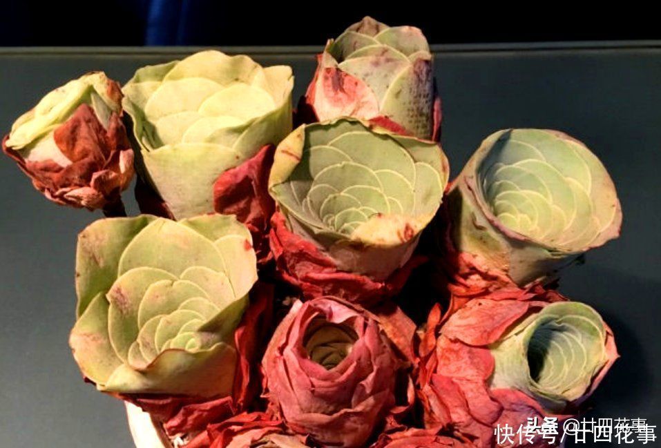 多肉|2种多肉“睡美人”，“梦中”度夏，休眠更美，值得拥有