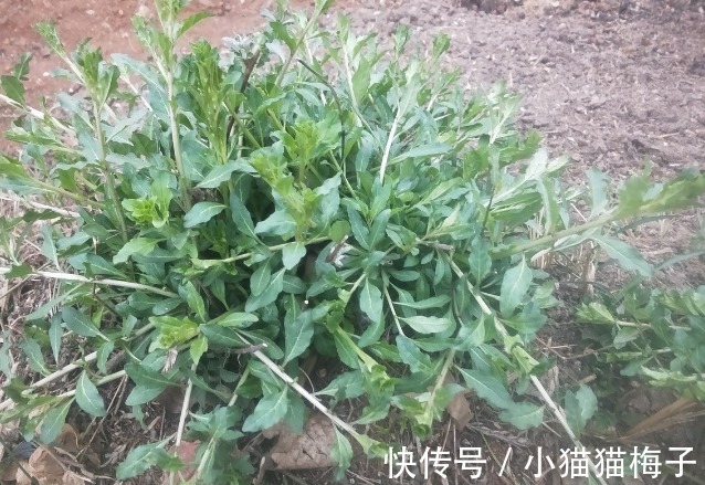 益母草|66种野菜大图片,带你见识不同的野菜和吃法,你想要的野菜这里有