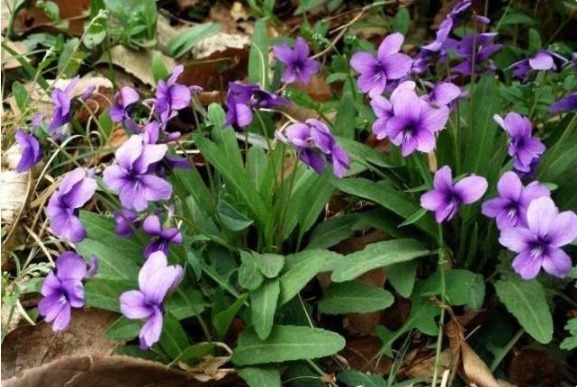 梨头草|农村毫不起眼的“梨头草”,竟是一种珍稀中草药,全身上下都是宝