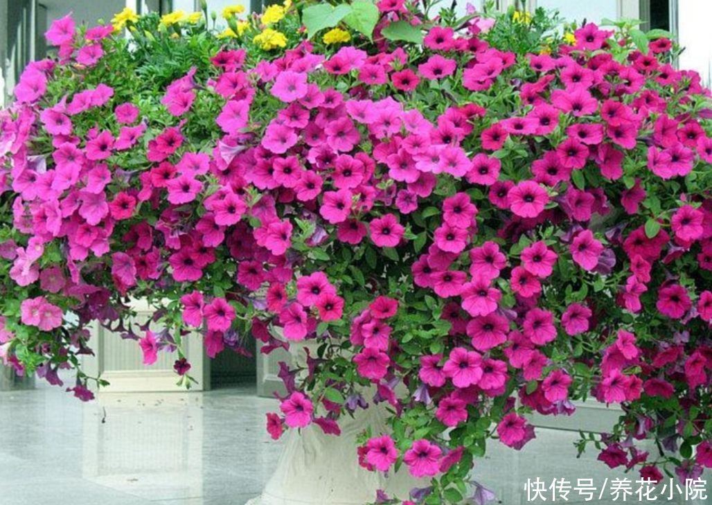 阳台上|阳台上花不在多,5种普通小盆栽,开花漂亮又好养