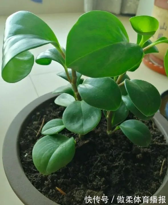 6种花,就得“穷着养”,花盆越小,长势越喜人!