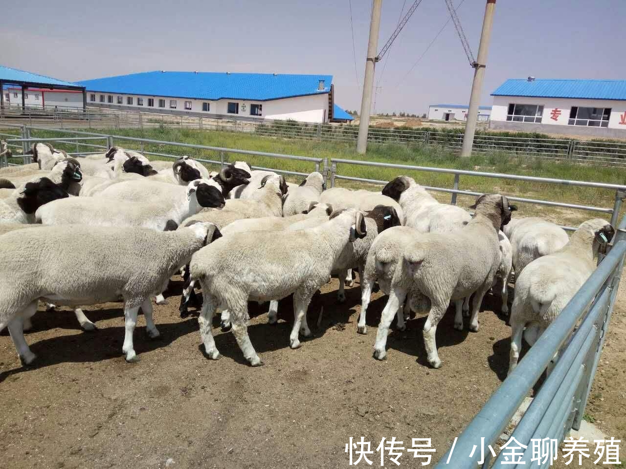 拉痢疾|羊腹泻用什么药效果好?羊拉痢疾吃什么药好得快?从这三方面入手