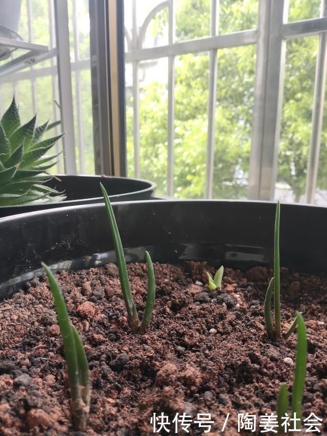 花花|土里加点酸酸水，盆土软得像发糕，养花透气不烂根