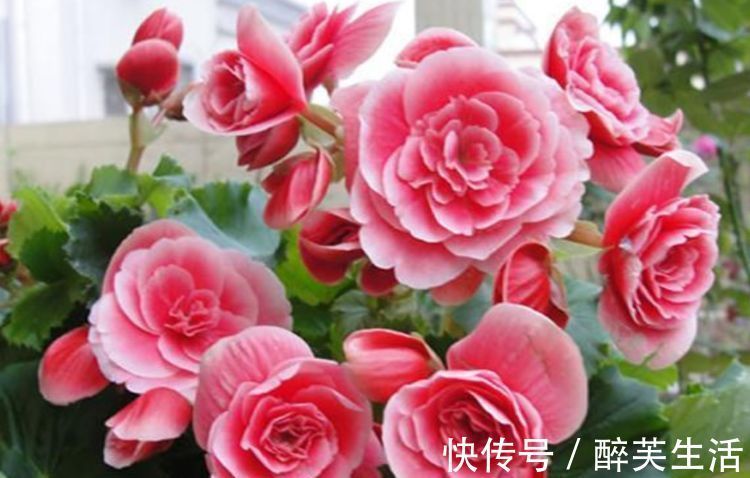 玫瑰海棠|养花就养个花期长的,花大色艳,花姿妖娆,四季繁花似锦