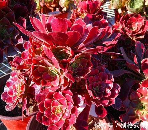 羊绒|黑法师和紫羊绒都是法师类多肉,为什么老花农更喜欢紫羊绒