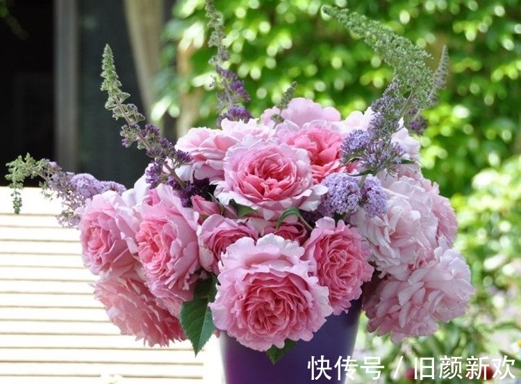 荷型黄莲瓣|花期最长的盆栽花，全年开花不停，花香四溢，养护容易，值得拥有