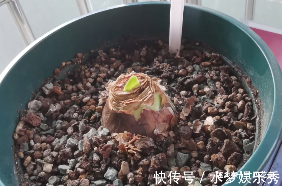 5种花夏天要休眠,养好精神补足体力,天凉开枝散叶,积极开花