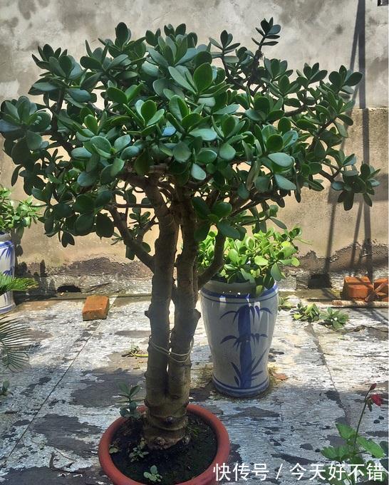 她家玉树有点怪，叶片往下长，原因全在这里