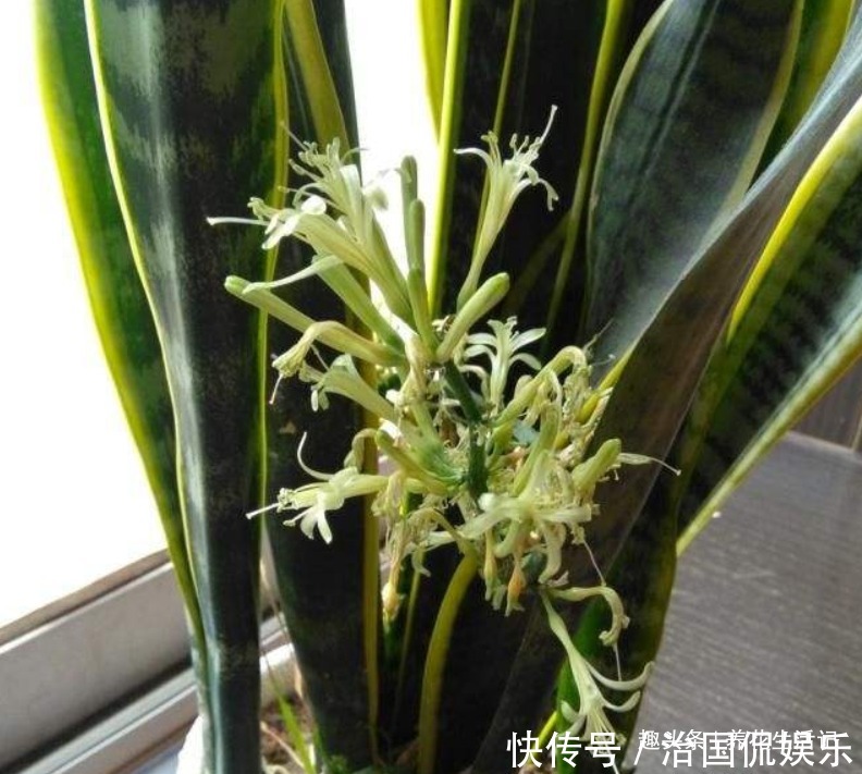 土壤|养虎皮兰不见长,用好“3个”小妙招,不久就“长高高”爆小芽!