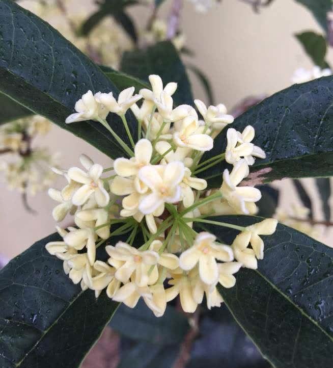 牡丹|养花就养这几款,比牡丹美,比绿萝好养,开花一茬接一茬!