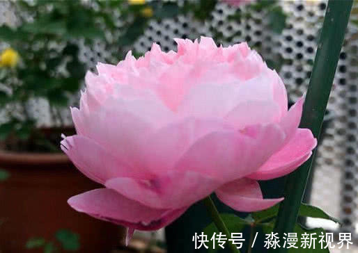 月季|4种月季花比玫瑰漂亮100倍,全年开花不断,花大多又艳,值得拥有