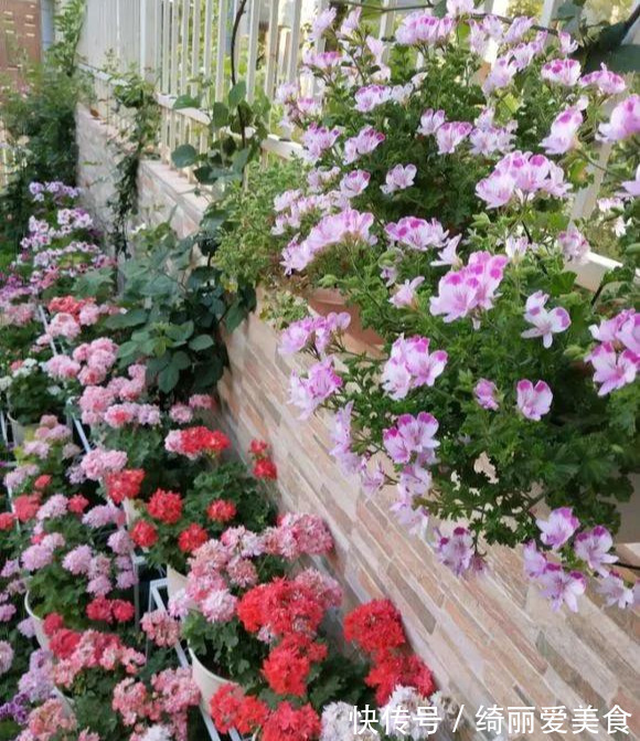 养花技巧:粗生粗养也能四季开花!少养1种都觉得亏了