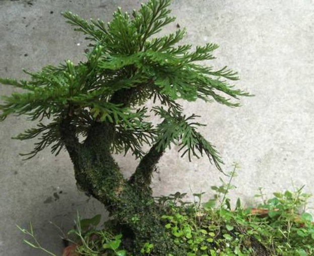 野外一杂草,挖回家就是盆栽,见到是幸运