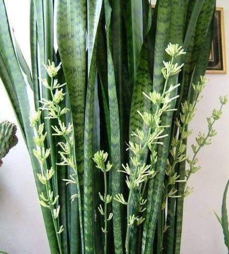 虎皮兰这样养,变成“大壮汉”,开花却“仙气十足”,结满相思豆